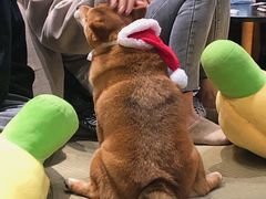 -逗柴咖啡屋·狗咖猫咖宠物桌游