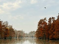 -池杉湖湿地公园