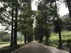 -龙井村