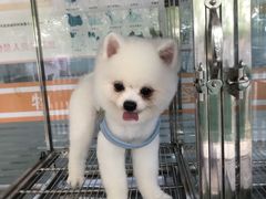 -暖阳宠物医院·犬猫康复中心·骨科