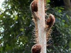 -中国科学院华南植物园