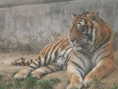 -栾川竹海野生动物园