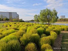 -春花秋色城市公园