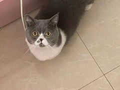 -艾吉宠物医院·疑难杂症转诊中心·猫友好(碧江路院)