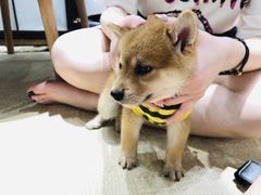 -逗柴咖啡屋·狗咖猫咖宠物桌游