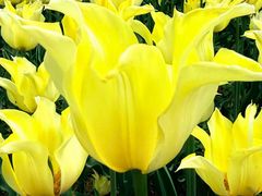 -洛阳郁金香牡丹园