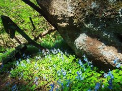 -鲁山国家森林公园