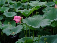 -荷塘月色湿地公园·向阳花洲