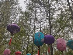 -合肥滨湖国家森林公园