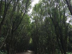 -大湾区中央湿地公园