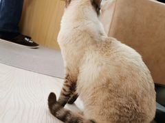 -猫和宫(六道口店)