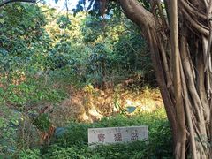 -野狸岛