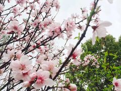 -金鸡湖桃花岛