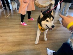 -Husky Go! 哈士奇体验馆·宠物咖啡厅狗咖