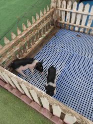 -萌宠亲子动物乐园(槐房万达店)