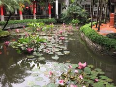 -河内西湖莲花自助餐厅