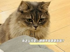 -Let's go狗咖·猫咖·奶狗·桌游(春熙路IFS店)
