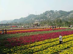 -丹樱生态园