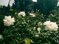 -人民公园(罗湖区)