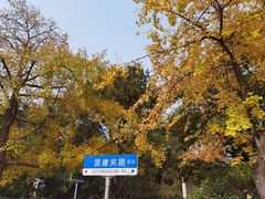 -八大关景区