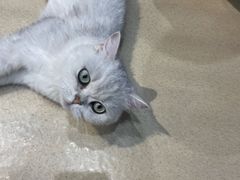 -藏猫猫咖啡主题馆(中央大道店)