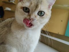 -飞行喵MR PILOT|猫舍·猫咖(静安大融城店)