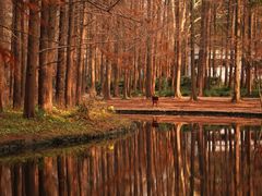 -上海共青森林公园