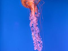 -太平洋海底世界