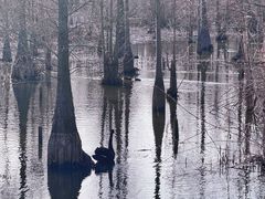 -池杉湖湿地公园