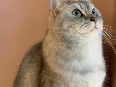 -猫儿山۰猫主题餐厅