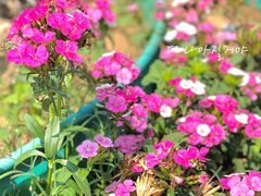 -亚龙湾国际玫瑰谷