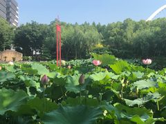 -陈家山荷花公园