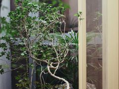 -四方茶集·茶馆(南山科技园店)