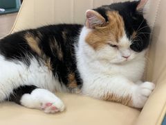 -安格丽娜·狗咖·猫咖羊驼咖(春熙路百盛商场店)