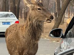 -秦皇岛野生动物园
