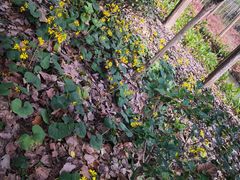 -合肥滨湖国家森林公园