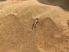-银肯塔拉沙漠生态旅游景区