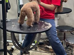 -PETKIT小佩宠物(昭化店)
