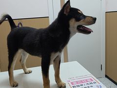-瑞派康怡24h宠物医院·犬猫医疗中心·微创绝育(瑞景分院)
