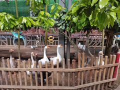 -呀路古热带植物园