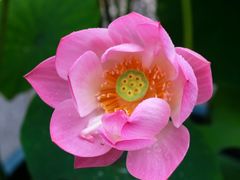 -陈家山荷花公园