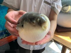 -肆月河豚·新淮扬(金融街店)