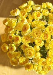 -薇薇安花系SPA