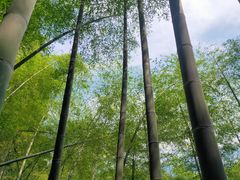 -湖州龙王山景区