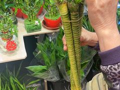 -大自然花鸟鱼虫市场