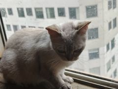 -猫猫幼稚园·撸猫·桌游·电玩