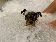 -comecome来吧宠物(奥克斯中心店)