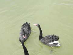 -福建鲤鱼洲酒店