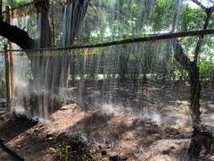 -北海金海湾红树林生态旅游区