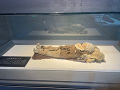 -巴音郭楞蒙古自治州博物馆